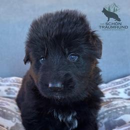Ghalia - Black female German Shepherd puppy in Garland, Maine from Vom Schön Traumhund