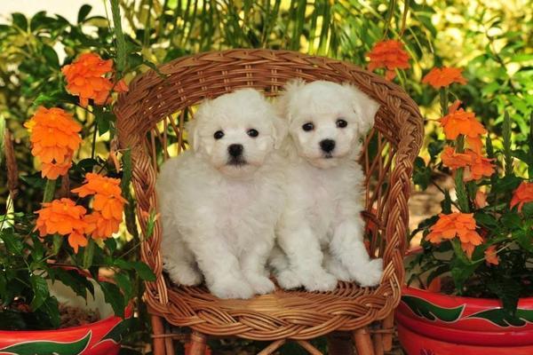 2 Bichon puppies sit on a chair with orange flowers as the backdrop