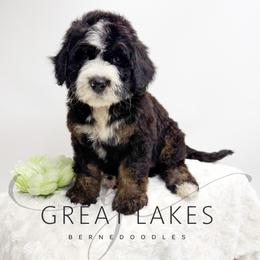 Confetti - Tri-color male Bernedoodle puppy in Baroda, Michigan from Great Lakes Bernedoodles