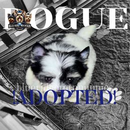 ADOPTED - Black tan and white male Biewer Terrier puppy in Asheville, North Carolina from Blue Ridge Mountain Puppies