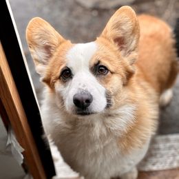Kia - Pembroke Welsh Corgi
