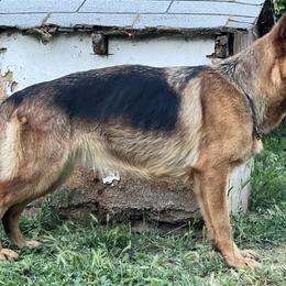 German Shepherds from Von Blackwolf:World Class German Shepherds