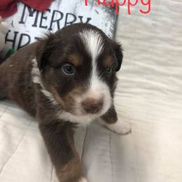 Australian Shepherd Puppies from Michelle Ferguson