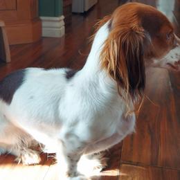 Poppy - Dachshund