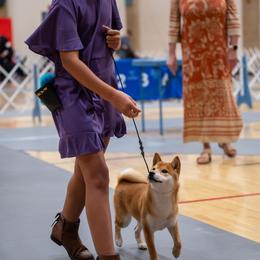 Shiba Inu Puppies from Evenfalls Shiba Inu