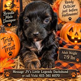 Biscotti - Brindle male Dachshund puppy in Bay Springs, Mississippi from JV'S Little Legends Dashounds