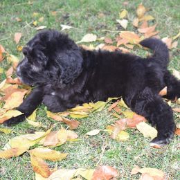 Bernedoodle Puppies from Belly Rubs