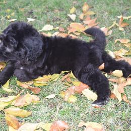 Bernedoodle Puppies from Belly Rubs