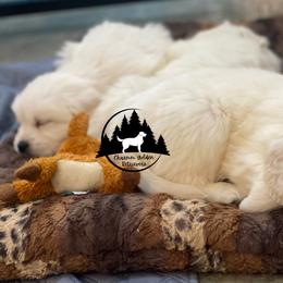 Dachshund and Golden Retriever Puppies from Charmm Dachshunds & English Cream Golden Retrievers