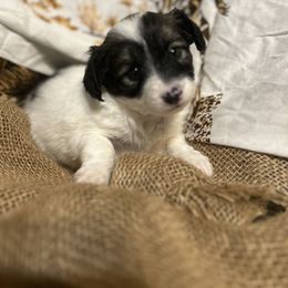 Cavalier King Charles Spaniel and Papillon Puppies from Rohus Puppies