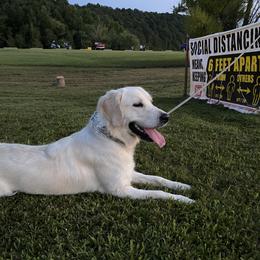 Ali - Goldendoodle