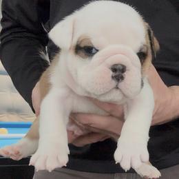 Boy 3 - Fawn brindle and white male Bulldog puppy in Fort Wayne, Indiana from Odyssey English Bulldogs