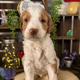 Saylor - Apricot female Goldendoodle puppy in Waterford, Michigan from Oh My Doodness!