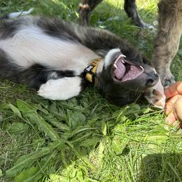 Silken Windhound Puppies from Luminous Silken Windhounds