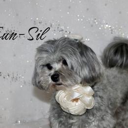 Unsil - Maltipoo