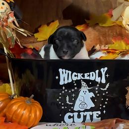 Dream - Black and white female Rat Terrier puppy in Booneville, Mississippi from Emerald Rat Terriers
