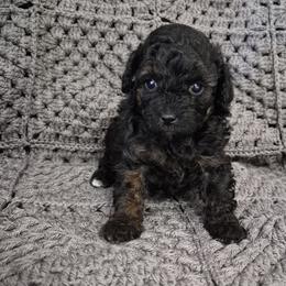 Ashley - Phantom female Poodle puppy in Chandler, Arizona from Fabi Poodle