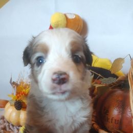 Coco - Blue merle female Miniature Australian Shepherd puppy in Hartselle, Alabama from ELSRi’s Crimson Cross Mini Aussies