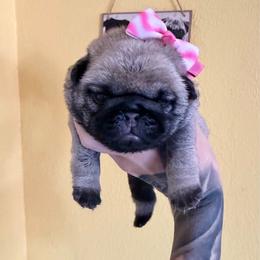 Lilo - Fawn female Pug puppy in Winter Haven, Florida from The Pugarazzi