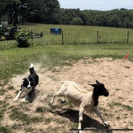 Australian Shepherd and Border Collie All Grown Up from Lightspeed Kennels