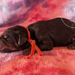 Orange Collar - Amethyst and Sage - Black and rust male Doberman Pinscher puppy in Spencer, Indiana from Jackson's Dobermans