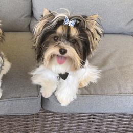 Biewer Terrier and Yorkshire Terrier Puppies from York Town California