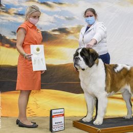 Saint Bernard All Grown Up from Metal Saints