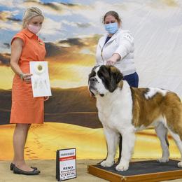 Saint Bernard All Grown Up from Metal Saints