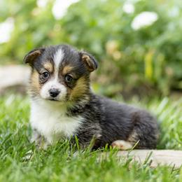 Emma - Black and tan female Pembroke Welsh Corgi puppy in Narvon, Pennsylvania from Corgi Companions