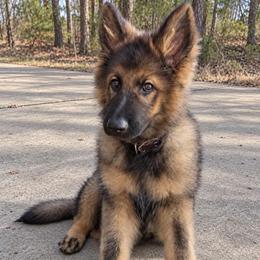 Orange Collar - Sable male German Shepherd puppy in Casscoe, Arkansas from Crown H Shepherds