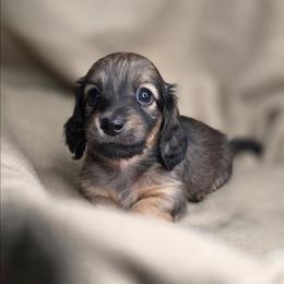Gwen-AKC - Cream female Dachshund puppy in Tucson, Arizona from Crowned Doxies