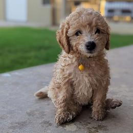 Double Doodle and Goldendoodle Puppies from Big Red Paw Doodles