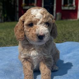 Dopey - Red  male Poodle puppy in Akeley, Minnesota from Blessed Acres Miniature Poodles