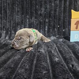 Green collar - Gray male Cane Corso puppy in Fritch, Texas from Carrie Brown's Cane Corsos
