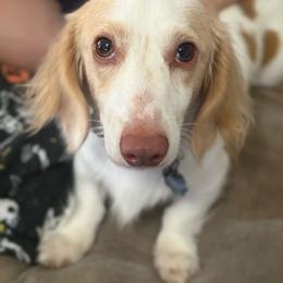 Aspen - Piebald male Dachshund puppy in Oklahoma City, Oklahoma from Barrett’s Doxie Farm