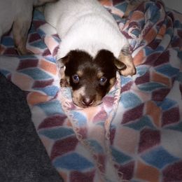 Australian Cattle Dog Puppies from Rising J Cattle Dogs