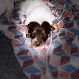 Australian Cattle Dog Puppies from Rising J Cattle Dogs
