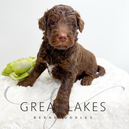 Haystack - Brown male Bernedoodle puppy in Baroda, Michigan from Great Lakes Bernedoodles