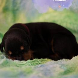 Doberman Pinscher Puppies from Rockin K Kennels