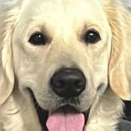 Sammy - Golden Retriever