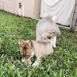 Siberian Husky Puppies from Nykah Siberians