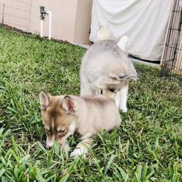 Siberian Husky Puppies from Nykah Siberians