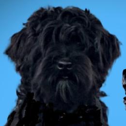 Romeo - Miniature Schnauzer