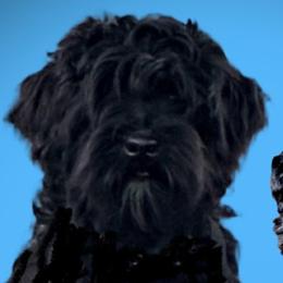 Romeo - Miniature Schnauzer