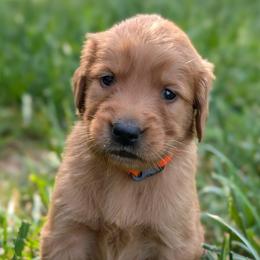 Orange - Dark golden female Golden Retriever puppy in Midland, North Carolina from Alger Farm, LLC