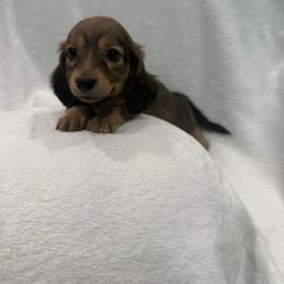 Dachshund Puppies from Darling Doxies