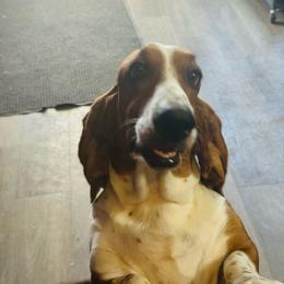 Ivee - Basset Hound