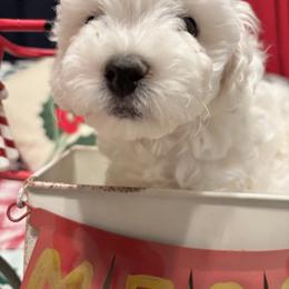 Benjamin - White and cream male Bichon Frise puppy in Upland, California from Prime Paradise Kennel