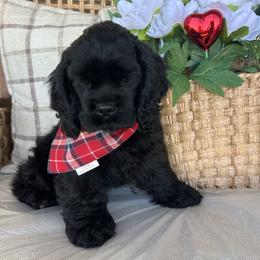 Max - Black male Cocker Spaniel puppy in Corcoran, California from Sweetheart Cockers