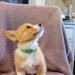 Pembroke Welsh Corgi Puppies from Seegrist Family Puppies